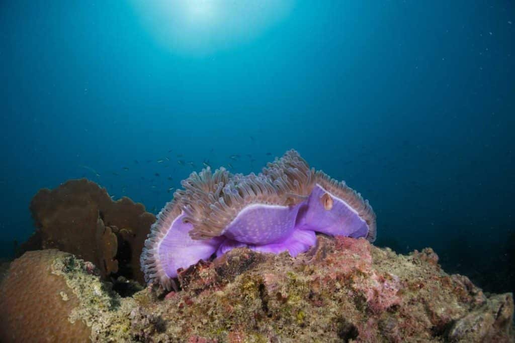 anemone at japanese gardens, koh tao