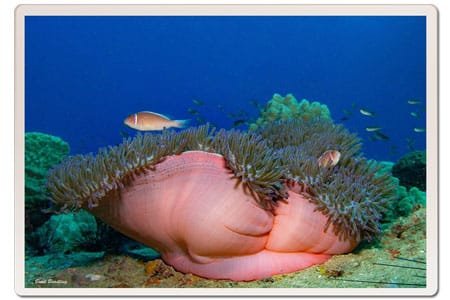 anemones-white-rock-koh-tao