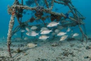 artificial reef with rabbitfish