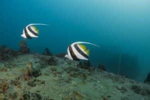 banner fish koh tao 1024x683