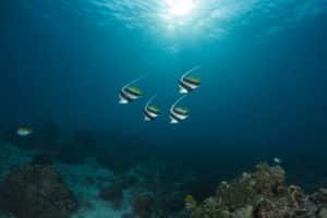 banner fish twins 1024x683