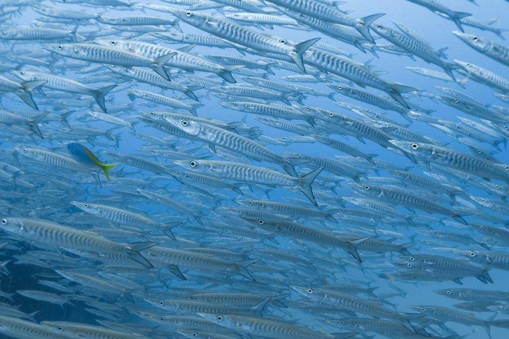 barracudas-at-Sail-Rock