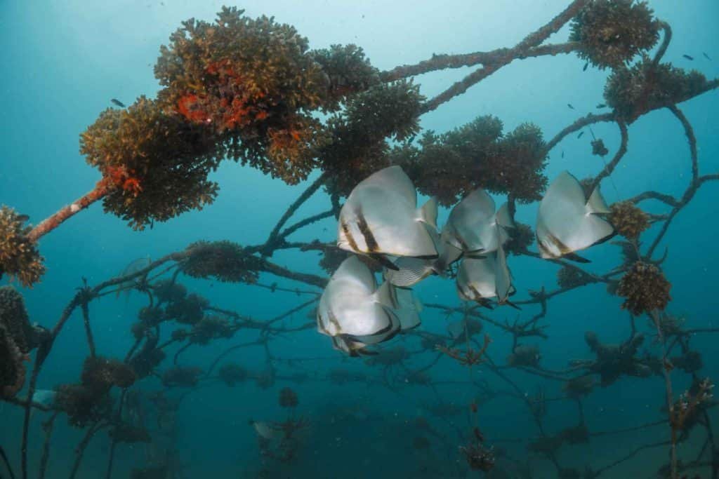 bat-fish-junkyard-koh-tao