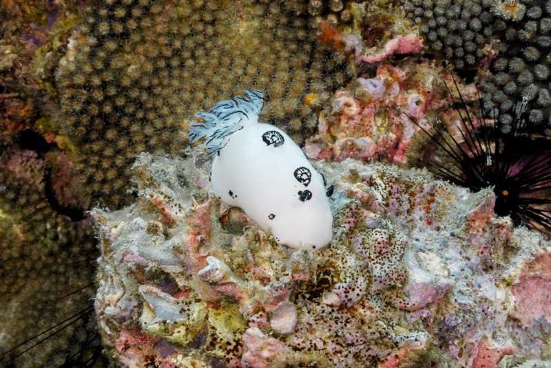 black-and-white-nudibranch-koh-tao