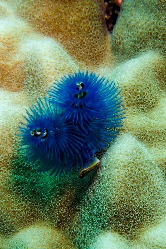 blue-christmas-tree-worm-on-yellow-coral