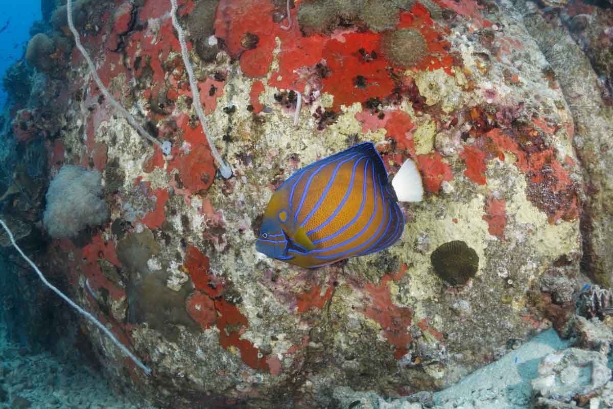 blue-ringed-angel-fish-koh-tao