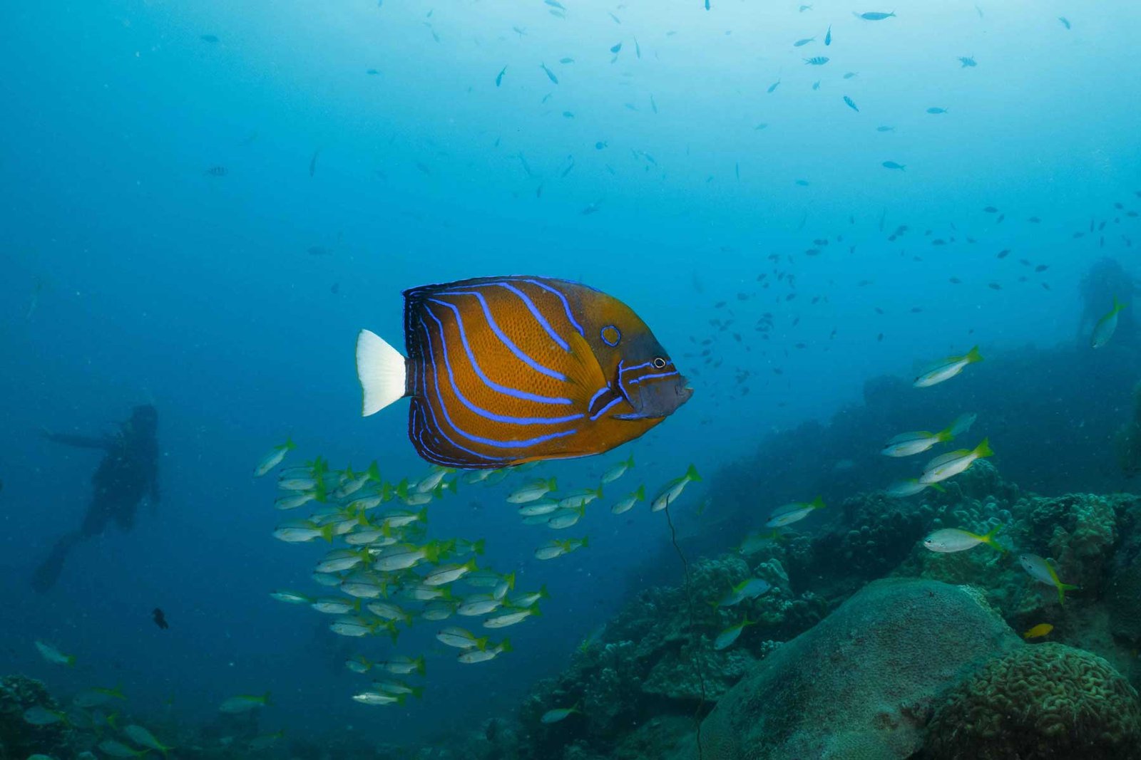 blue-ringed-angel-fish-white-rock