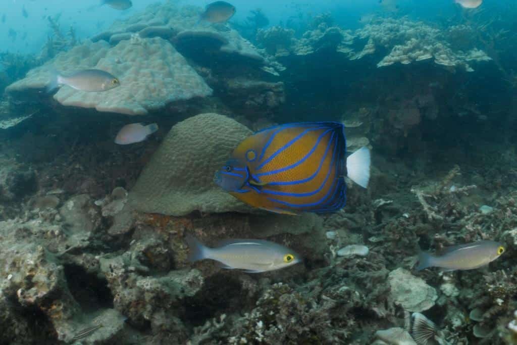 blue-ringed-angelfish-koh-tao