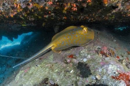 blue-spotted-ray-at-white-rock-koh-tao