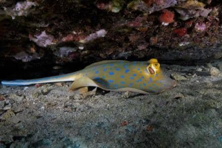 blue-spotted-ray-hiding