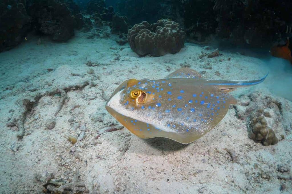 blue-spotted-ribbontail-ray-swimming