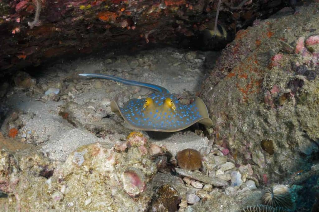 Blue-spotted Sting Ray at White Rock