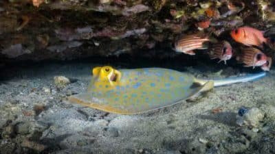 Bluespotted Ray