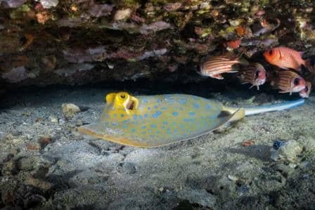 bluespotted-ray-hiding-under-a-ledge