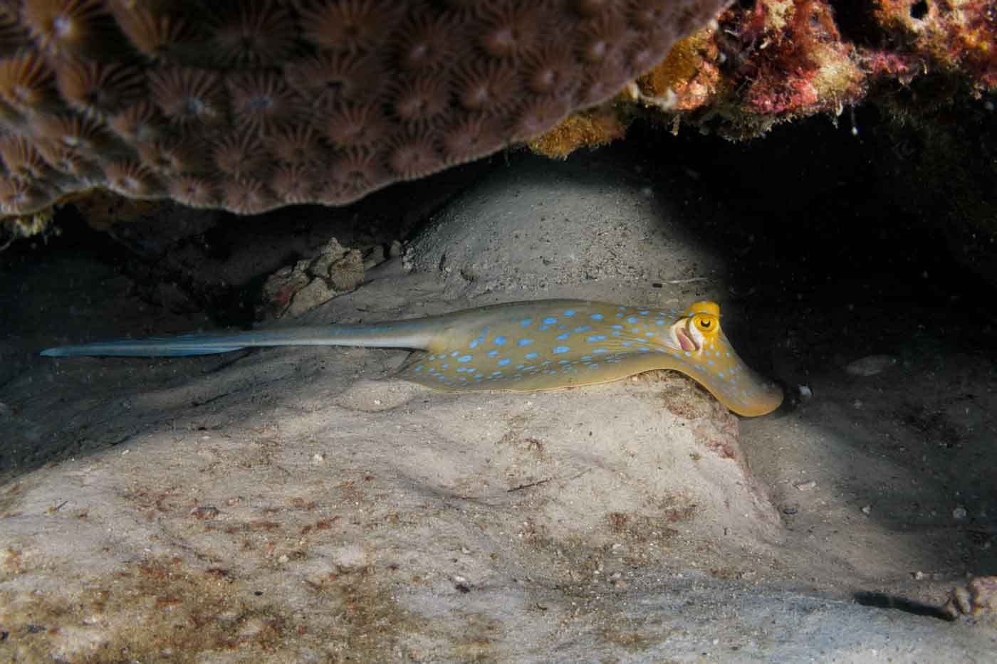 bluespotted-ray-hiding-under-ledge