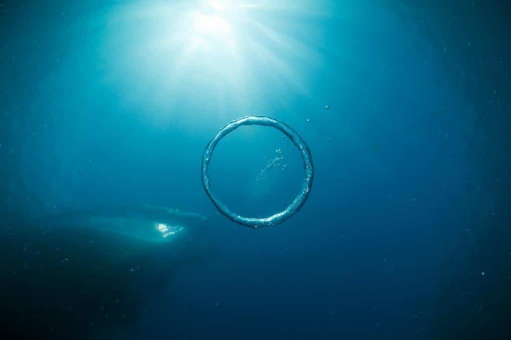 bubble-ring-under-water