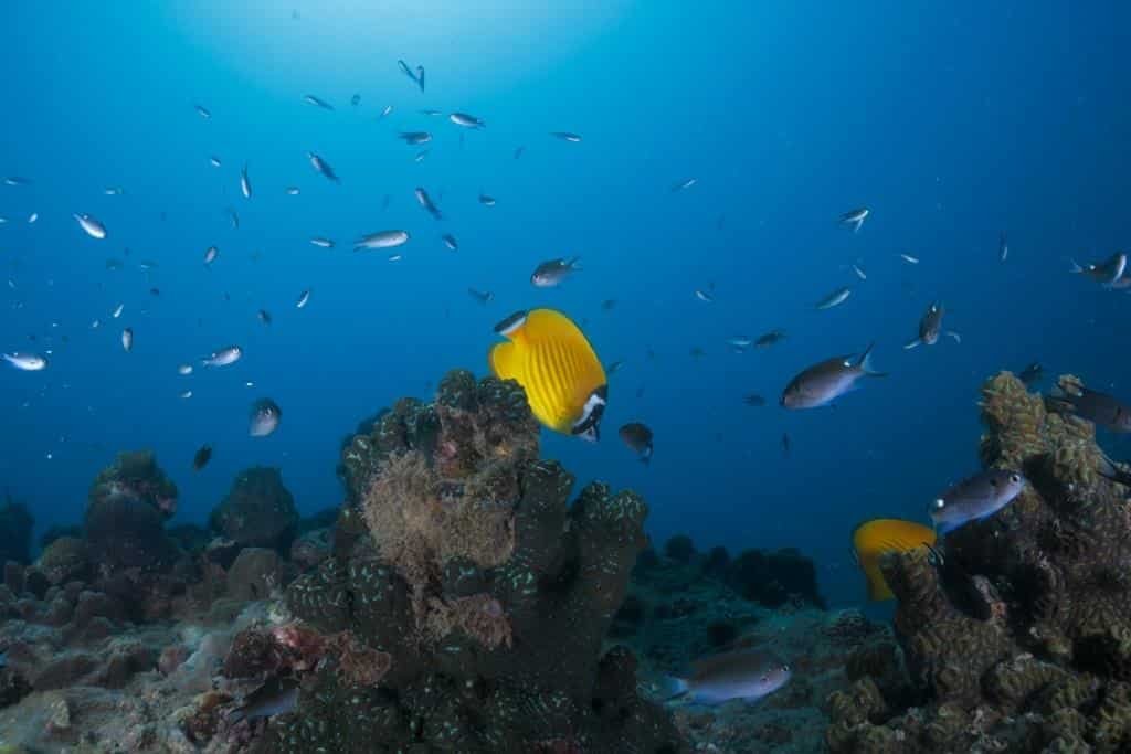 butterfly-fish-koh-tao