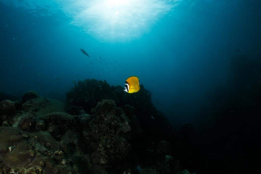 butterfly-fish-lighthouse-koh-tao