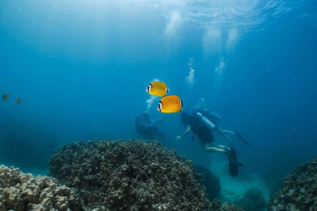 butterfly-fish-with-divers-in-the-background