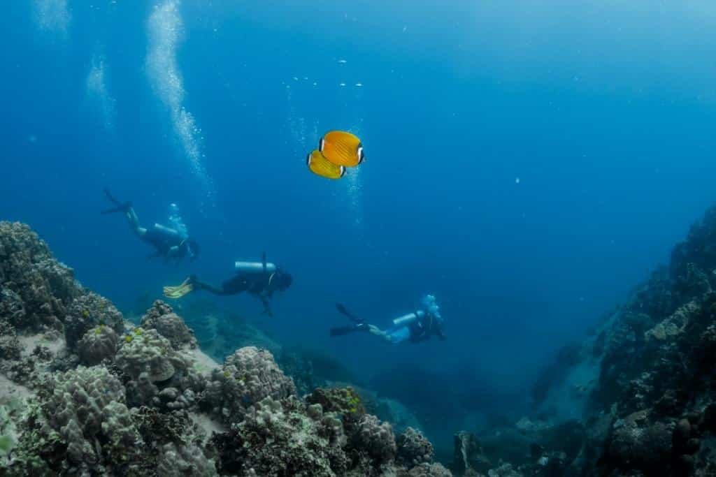 Butterfly fish and divers in japanese gardens koh tao