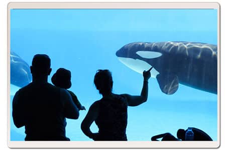 captive-orca-whale