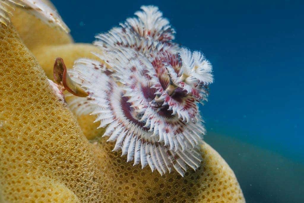 christmas-tree-worm-on-yellow-coral