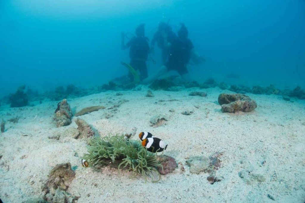 clownfish-twins-koh-tao