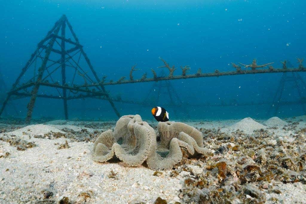 clownfish-with-artificial-reef