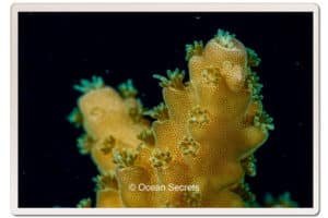 colal-polyp-koh-tao