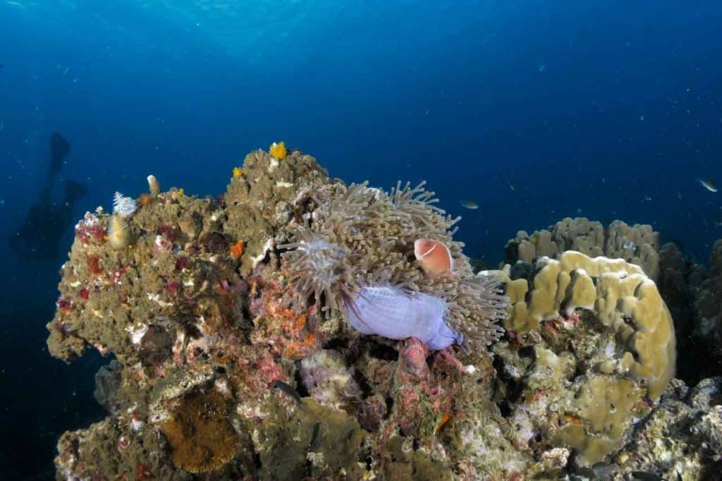 colourful-reef-scene-koh-tao