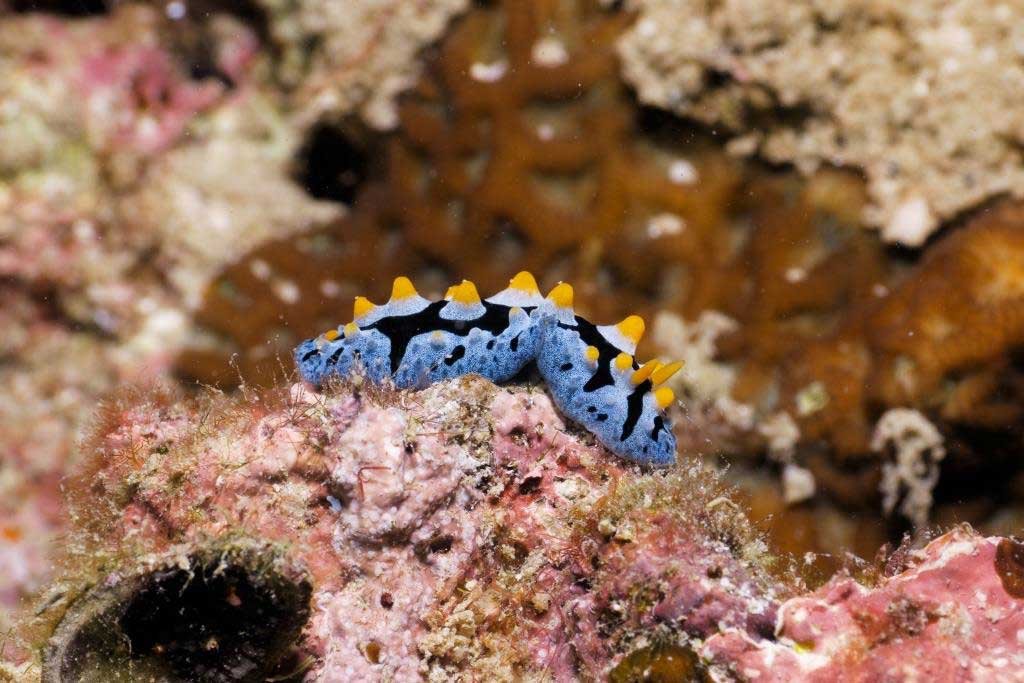 common-blue-nudibranch