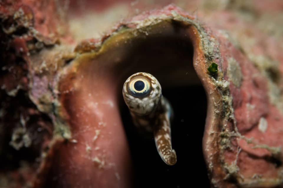 Conch eye