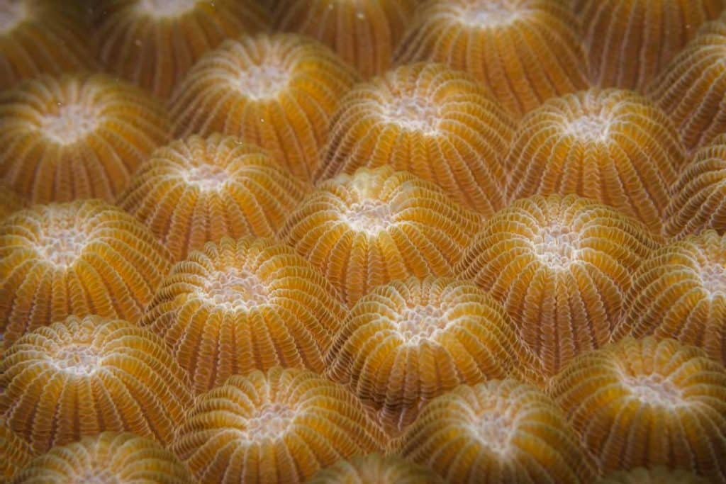 macro picture of coral