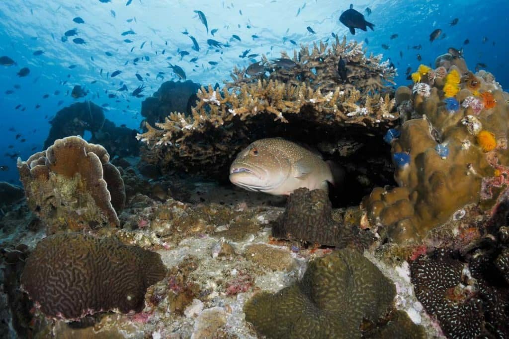 Coral Grouper hiding under coral at White Rock