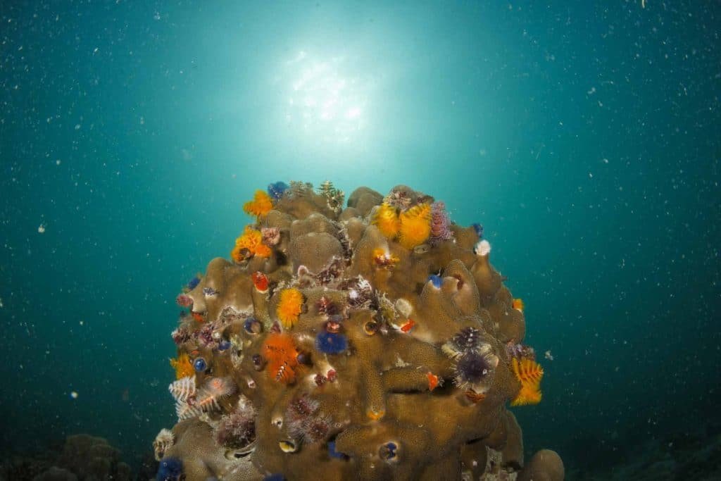 coral-head-with-christmastree-worms