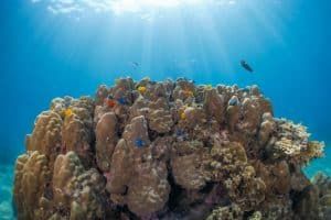 coral head with sunbeams