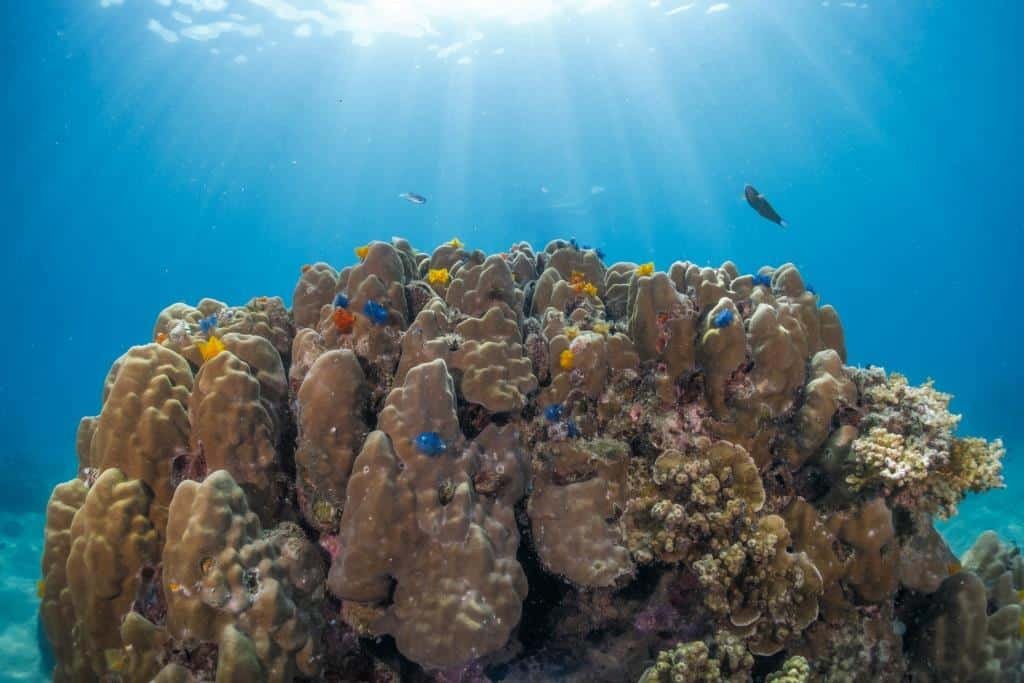 coral-head-with-sunbeams