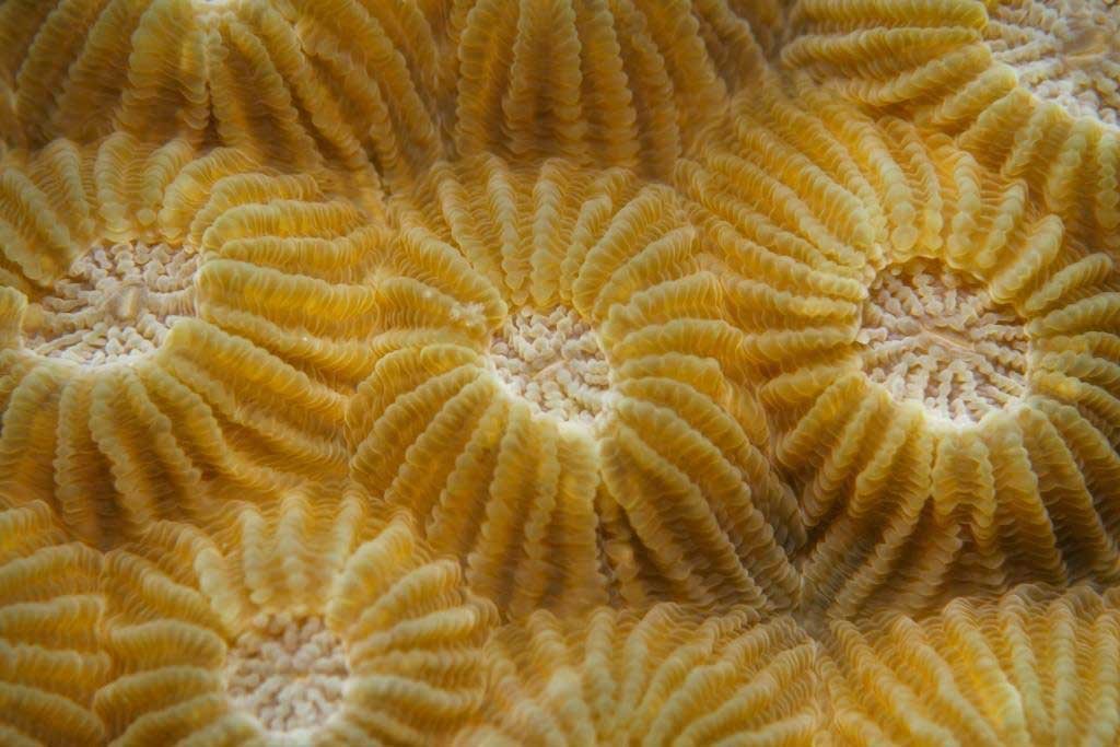 coral-macro-shot-Koh-Tao-Thailand