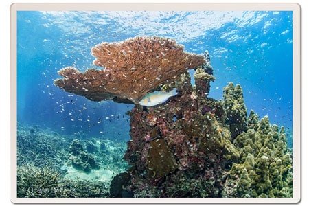 coral-reef-koh-tao