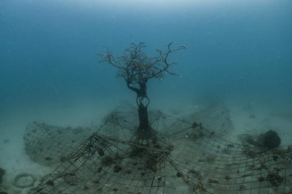 coral-restoration-koh-tao-thailand