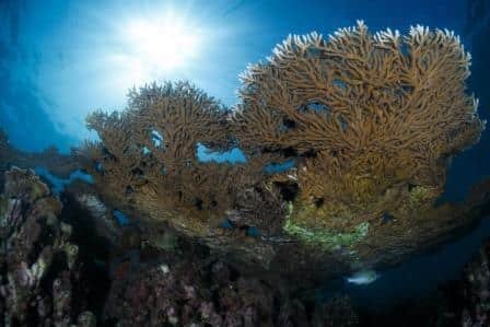 coral-silhouette-shot-koh-tao