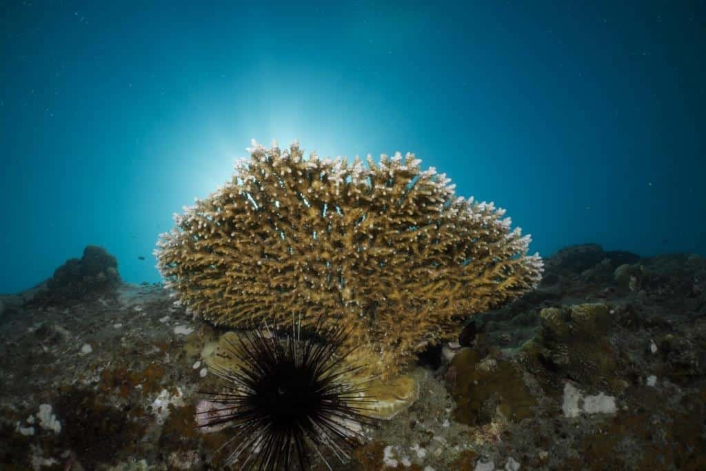 coral-with-back-light