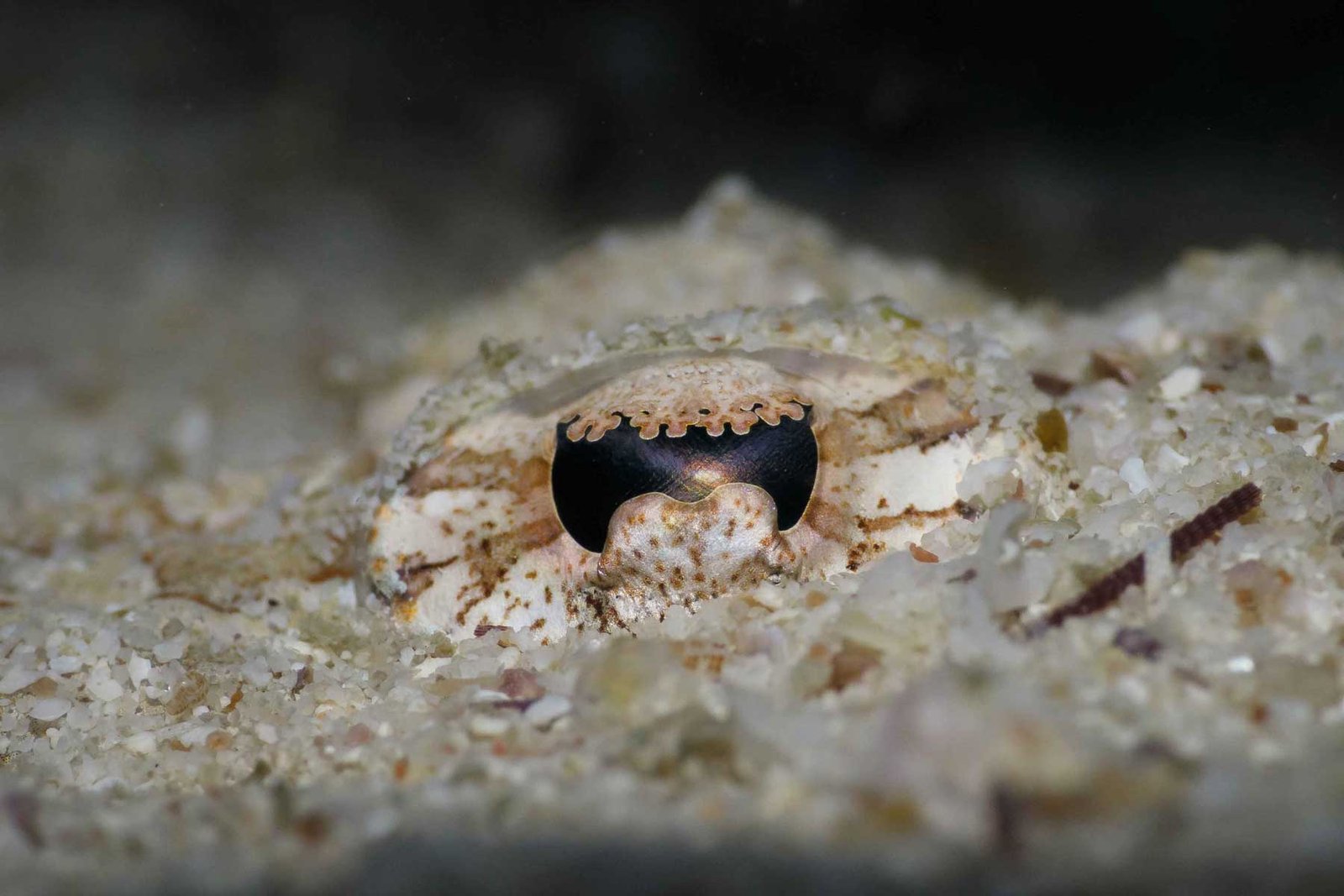 crocodile-fish-eye-koh-tao