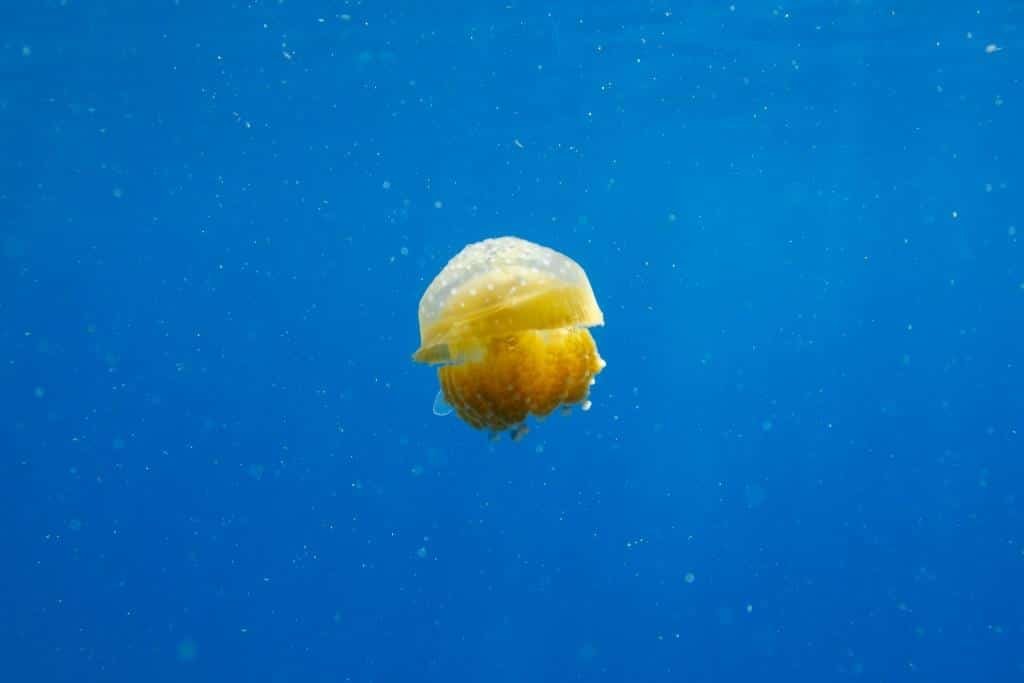 cute-jellyfish-on-koh-tao