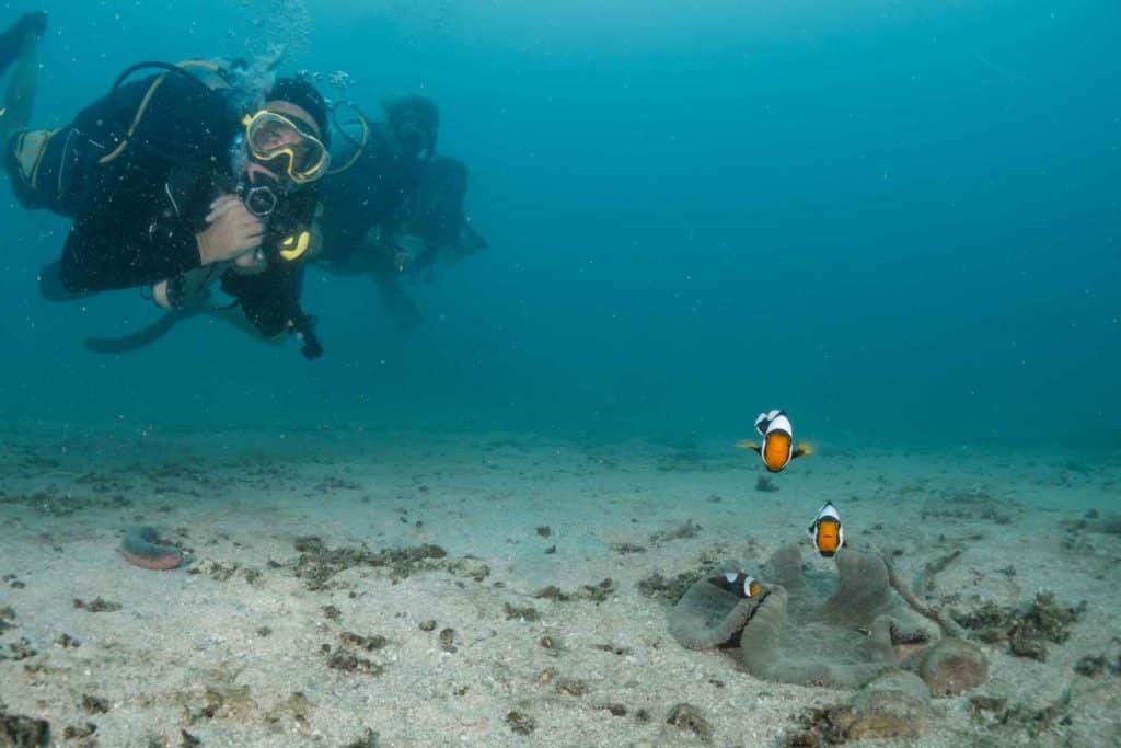 diver-observing-clown-fish