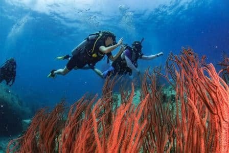 divers-over-red-soft-corals