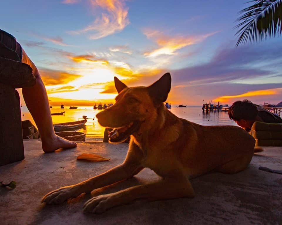 dog-at-sunset