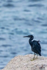 egret koh tao thailand 692x1024
