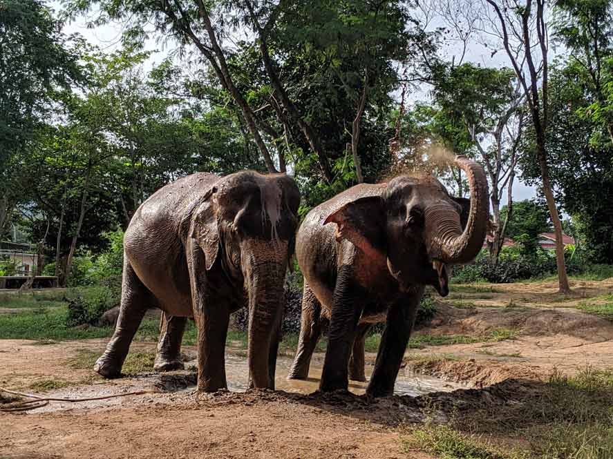 elephant-rescue-koh-samui-thailand