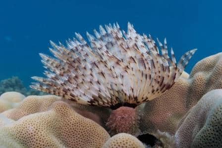 feather-star-on-koh-tao